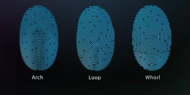 Fingerprint pattern types